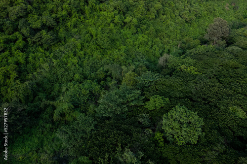 aerial view of dark green forest Abundant natural ecosystems of rainforest. Concept of nature forest preservation and reforestation.