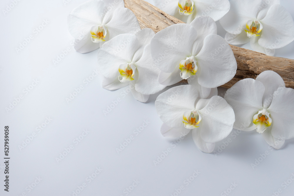 Obraz premium 胡蝶蘭