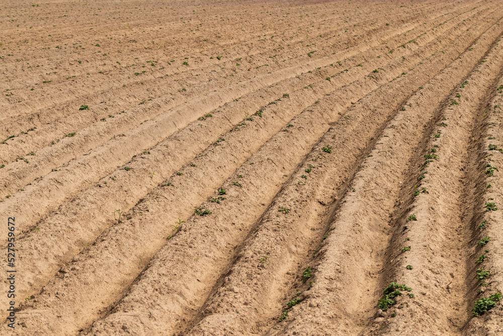 A field with furrows in which potatoes grow A field with furrows in which potatoes grow