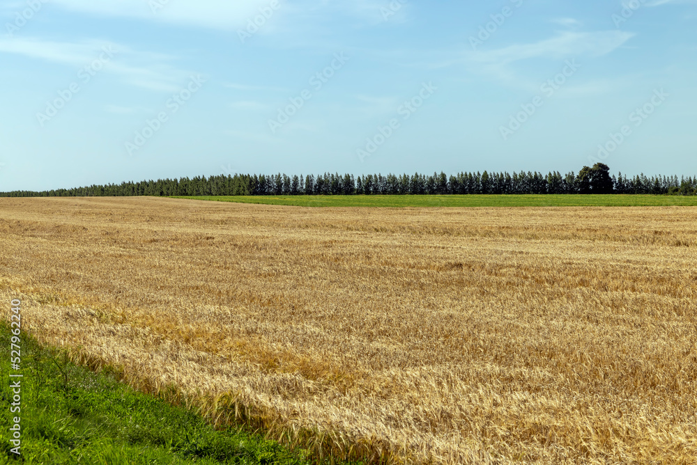 Fototapeta premium An agricultural field where wheat is grown