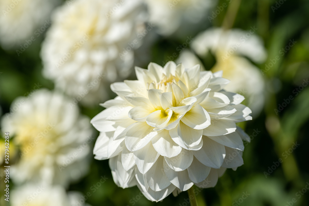 White Dahlia Flower Close-up