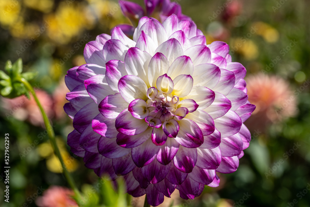 White and purple Dahlia Flower closeup White and purple Dahlia Flower closeup