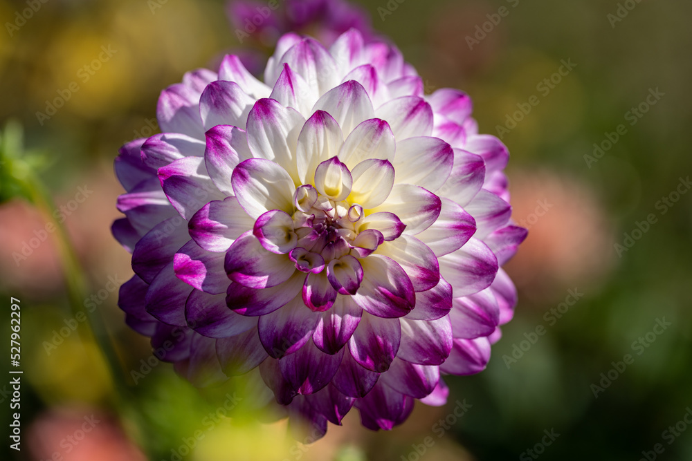 White Dahlia Flower with purple tips macro White Dahlia Flower with purple tips macro