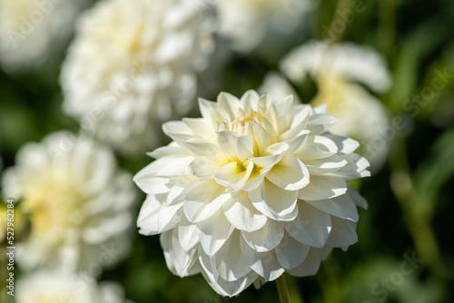 Obraz na płótnie White Dahlia Flower Close-up w salonie