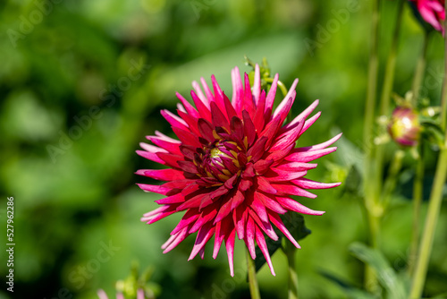 spikey red pink and white dahlia flower macro photo