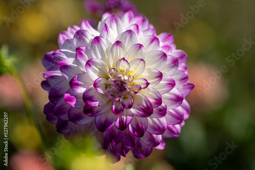 White Dahlia Flower with purple tips macro