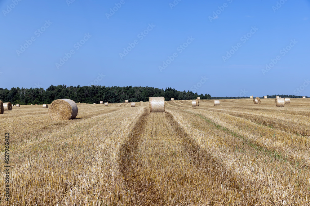 Fototapeta premium twisted straw stacks after harvest