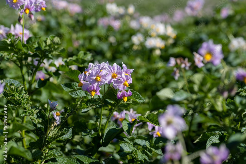 Potato field with green bushes of flowering potatoes Potato field with green bushes of flowering potatoes