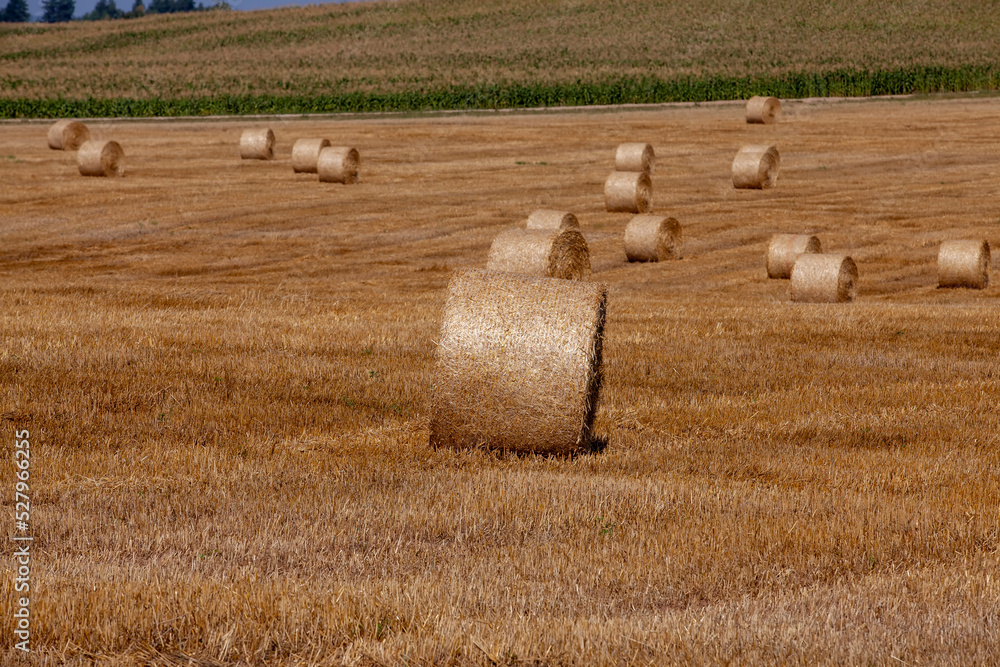 Fototapeta premium Straw stacks lying in the field after harvesting cereals
