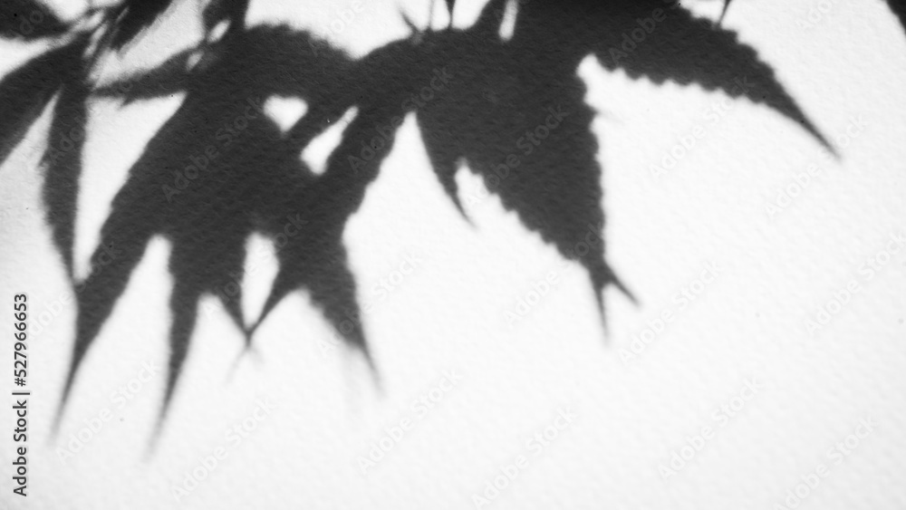 black cannabis leaf shadow on white background black cannabis leaf shadow on white background
