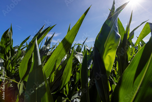 Green corn illuminated by sunlight