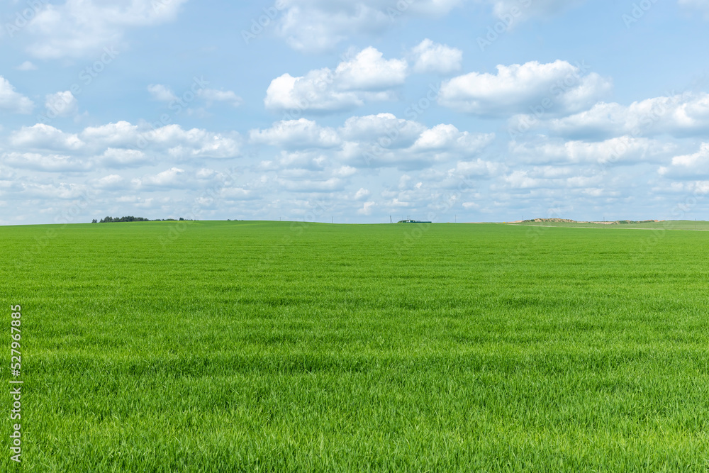 An agricultural field where green cereals grow An agricultural field where green cereals grow