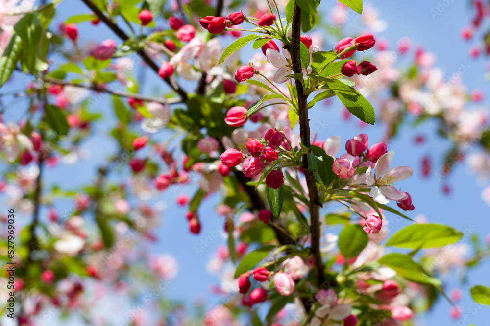 cherry fruit trees blooming in spring cherry fruit trees blooming in spring