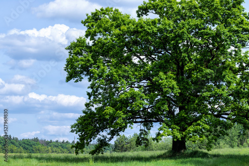 A lone oak growing in a field near the forest