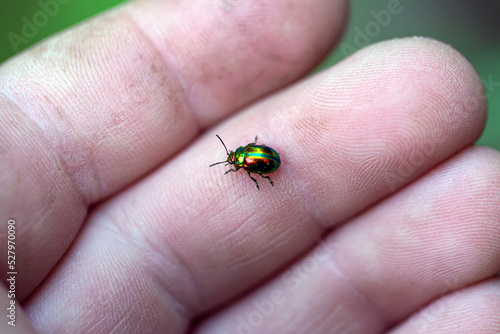 Mint beetle on human hand. Chrysolina menthastri photo
