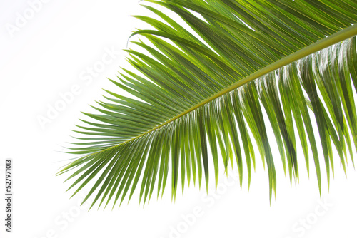 Green leaves of palm tree isolated on white background. Dark green palm leaves, species with thorns