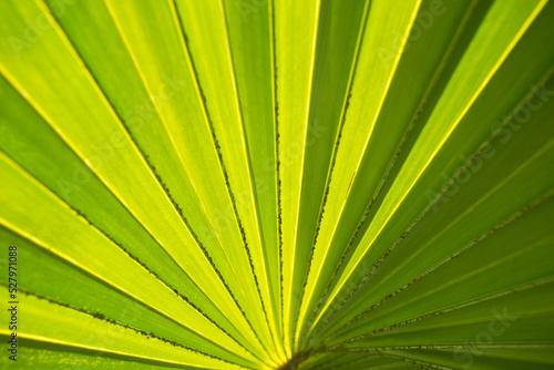 Palm leaves texture with shadow. Lines and textures of Green Palm leaves