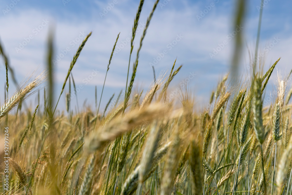 Agricultural wheat field with unripe wheat Agricultural wheat field with unripe wheat