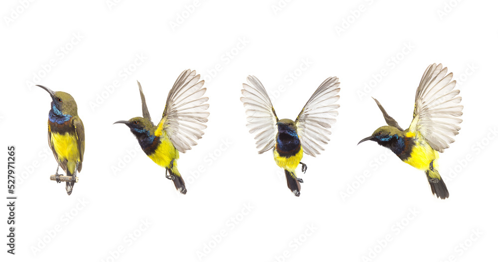 Beautiful flying Bird (Olive-backed Sunbird) isolate on White Background. The Collection Birds