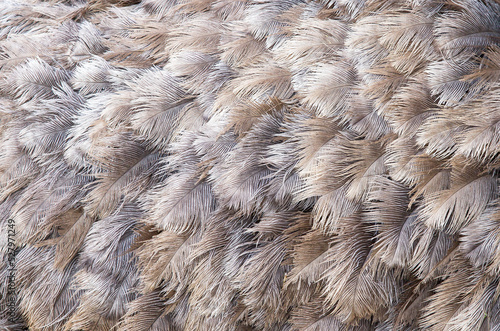 many ostrich feathers. Close up of the brown, grey and beige feathers of a female Common Ostrich making for a natural textured background.