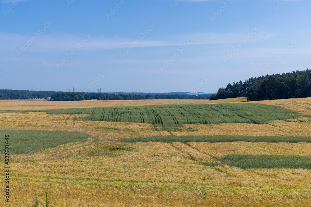 A field with unripe wheat in the summer season