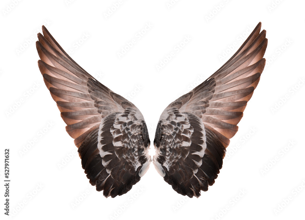 Wings isolated on ransparent png Wings isolated on ransparent png