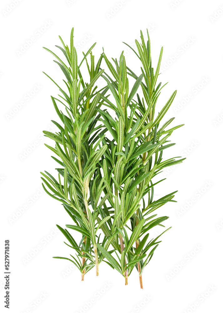 Rosemary on ransparent png Rosemary on ransparent png