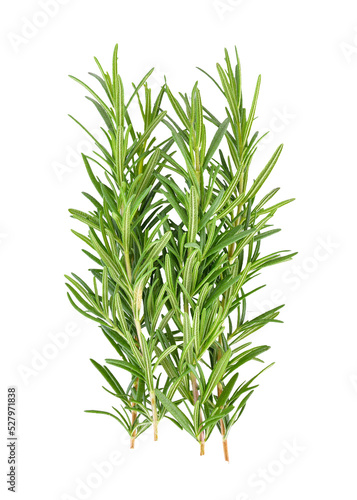 Rosemary on ransparent png