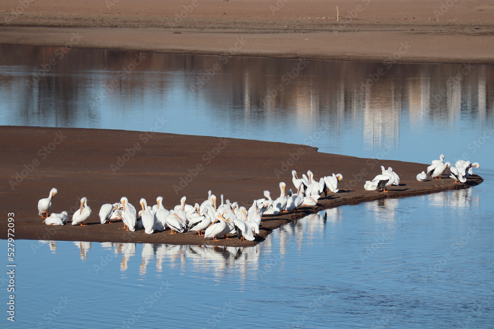 flock of pelicans near the water