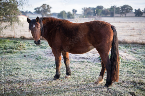 Beautiful horse