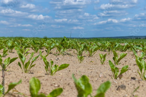 Sugar beet in an agricultural field in the summer