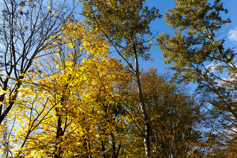 yellowed maple foliage on trees in the autumn season