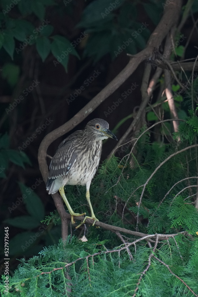 black crowned night heron in a forest black crowned night heron in a forest
