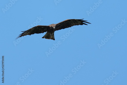 black kite is hunting a grasshopper