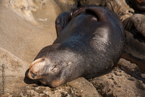 Sunbathing happy seal