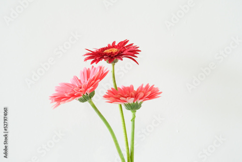 red gerber flowers