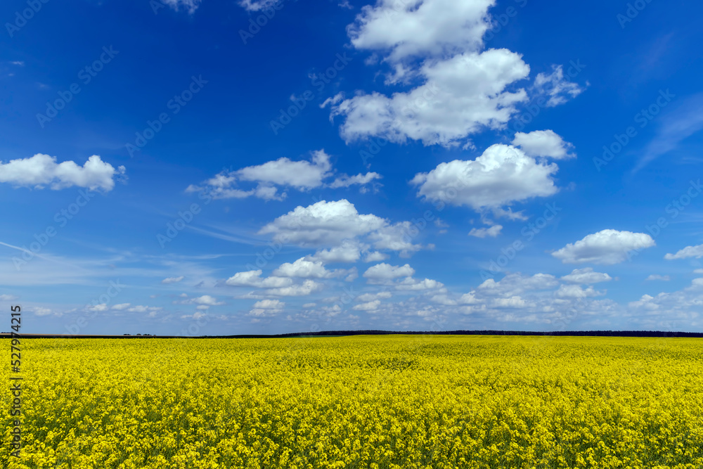 Yellow-flowering rapeseed in the summer Yellow-flowering rapeseed in the summer