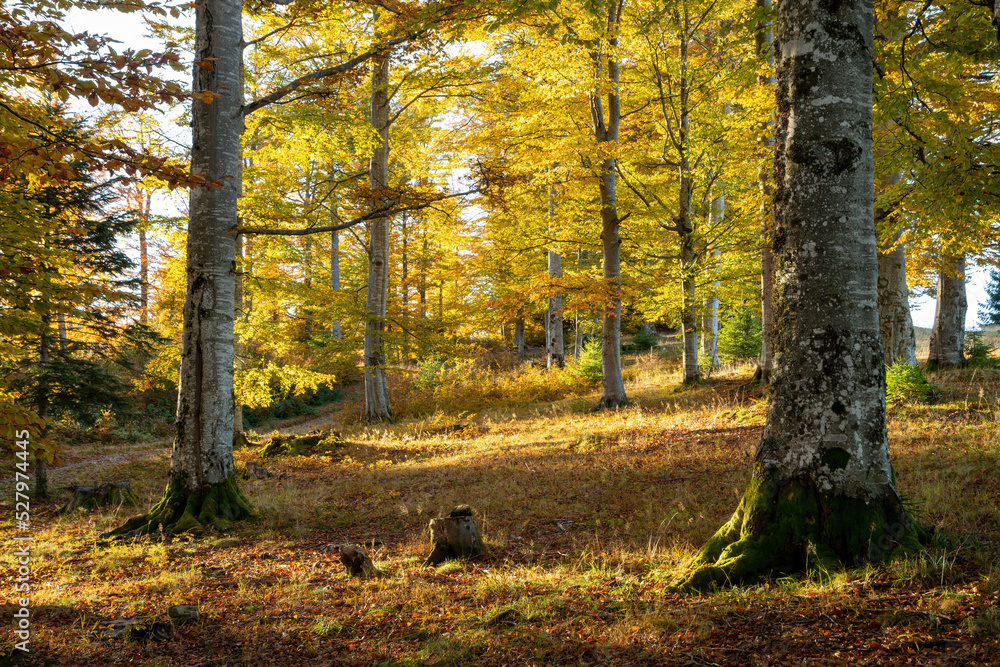 Morning sunlight over a mountain forest in autumn Morning sunlight over a mountain forest in autumn