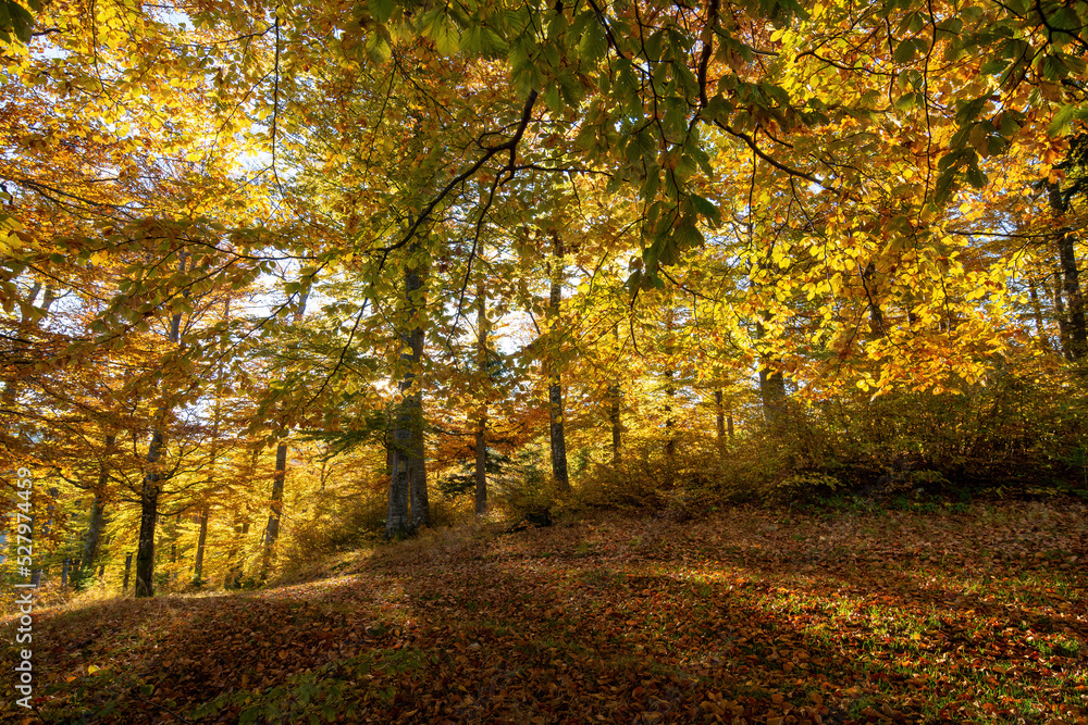 Autumn landscape, golden morning light in the forest