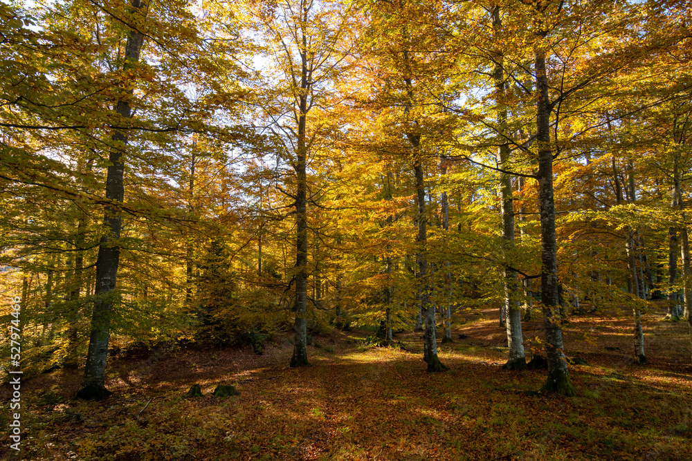 Fototapeta premium Mountain forest in the morning in autumn