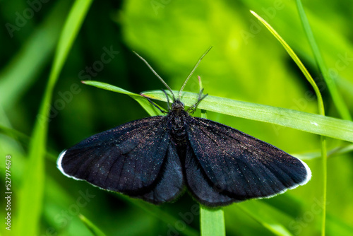 Schwarzspanner (Odezia atrata) photo