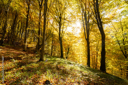 Golden forest in the morning, autumn scenery
