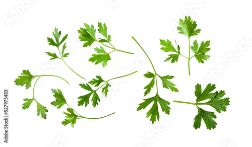 Parsley herb isolated on ransparent png photo