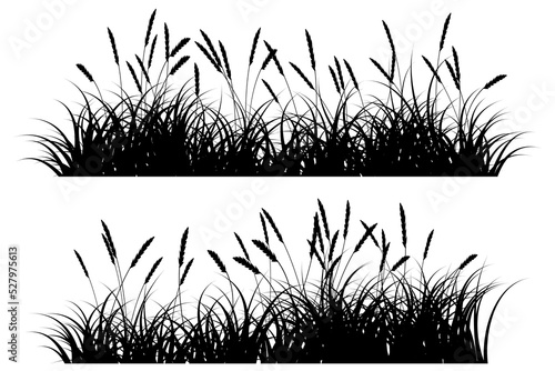 reeds grass silhouette. wild grass foreground