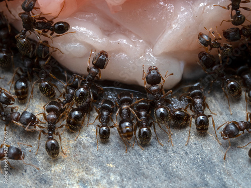 P8241800 Close-up of pavement ants, Tetramorium immigrans, feeding on fatty raw meat cECP 2022