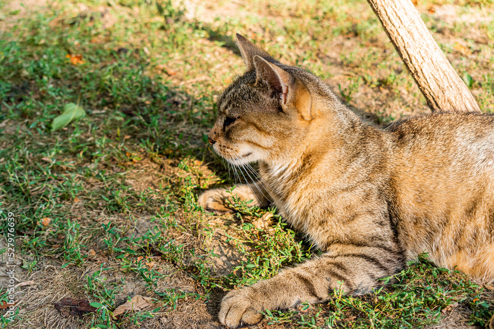 Adult domestic cat sunbathing in the garden Adult domestic cat sunbathing in the garden