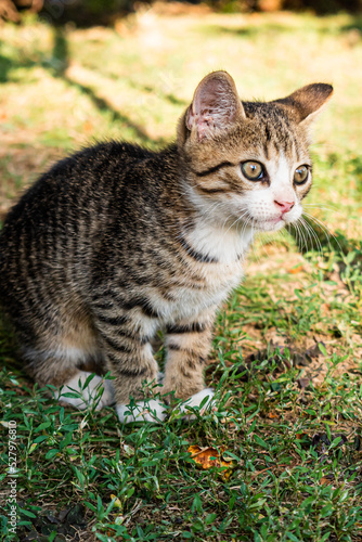 Young gray-brown domestic kitten in the garden © Nikolett