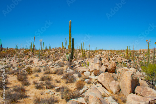 Desierto en San Isidro Baja California, Mexico photo