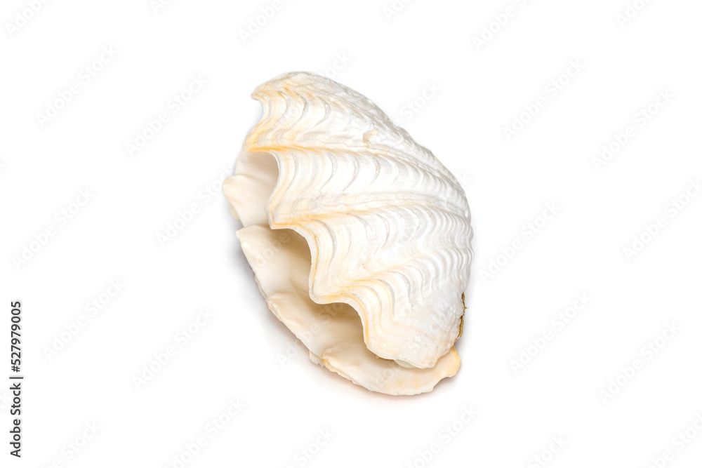 Image of seashells clam pearled on a white background. Undersea Animals. Sea Shells. Image of seashells clam pearled on a white background. Undersea Animals. Sea Shells.