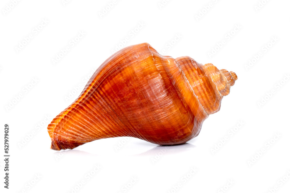 Image of pugilina cochlidium (Spiral melongena) on a white background. Red Sea Snail. Undersea Animals. Sea Shells. Image of pugilina cochlidium (Spiral melongena) on a white background. Red Sea Snail. Undersea Animals. Sea Shells.